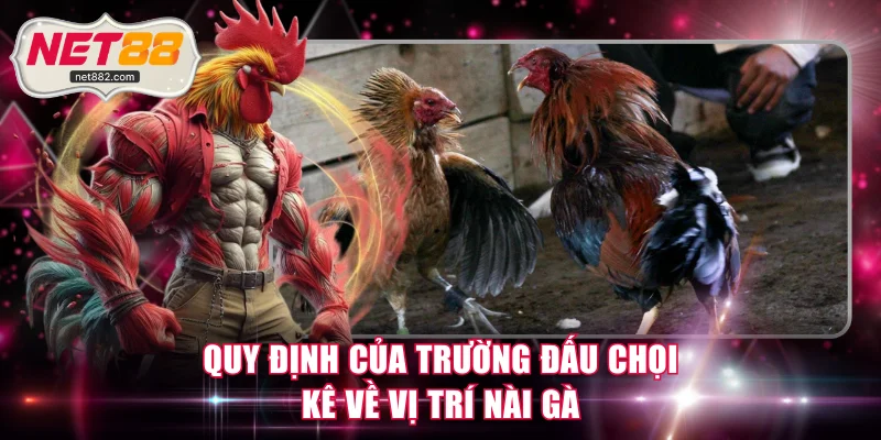 Quy định của trường đấu chọi kê về vị trí nài gà